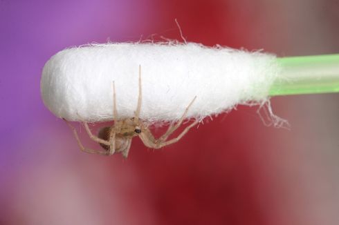 Seekor Laba-laba Bikin Sarang di Telinga Seorang Pria di China