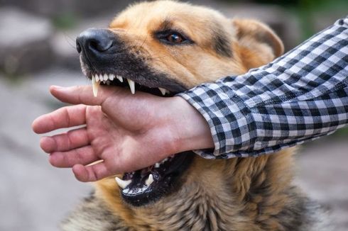 10 Orang Diserang Anjing Rabies di Bali, 3 Korban Warga Asing