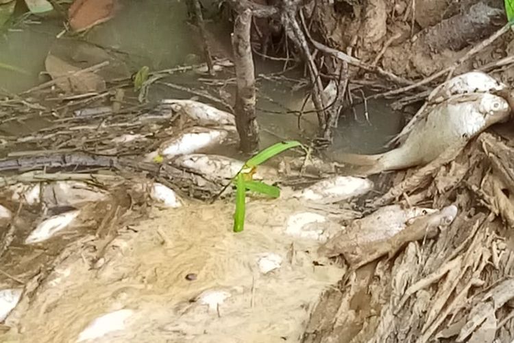 Ikan-ikan ditemukan mati di Sungai Perak Desa Permai, Kecamatan Damai, Kabupaten Kutai Barat (Kubar) Kalimantan Timur, Kamis (21/11/2019). 