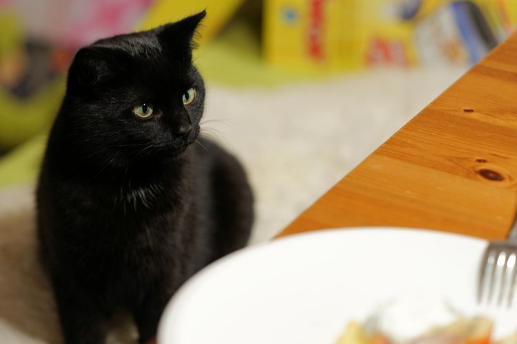 Ilustrasi kucing mengincar makanan di meja makan. 