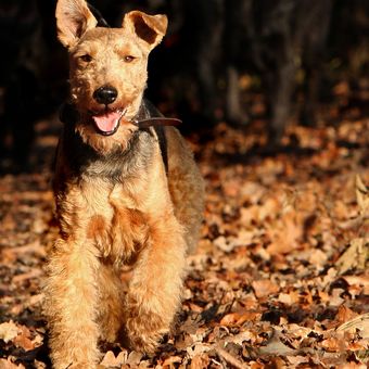 Ilustrasi ras anjing Welsh Terrier. 