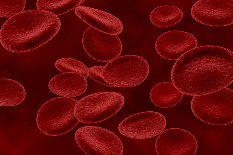 Ilustrasi sel darah merah, sel yang diserang pada penyakit anemia hemolitik autoimun