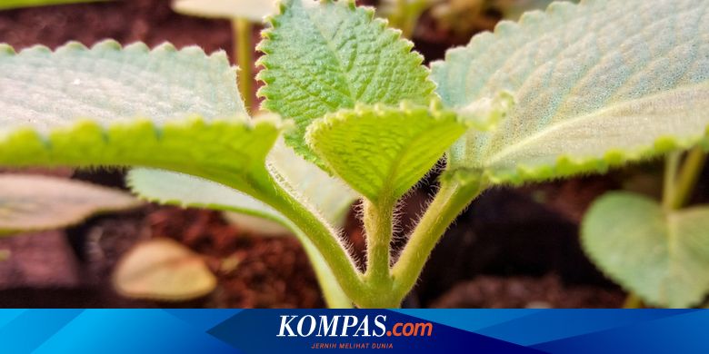 Anak Anak Yuk Belajar Mengenal 4 Jenis Tanaman Halaman All Kompas Com