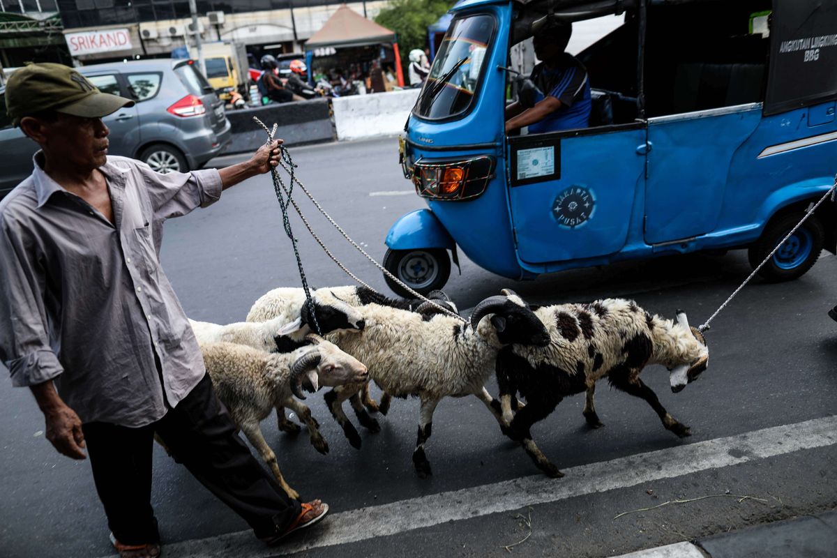 Pedagang memanfaatkan trotoar untuk berjualan hewan kurban di Jalan KH Mas Mansyur, Tanah Abang, Jakarta Pusat, Rabu (7/8/2019). Kambing yang didatangkan dari daerah di Jawa Tengah tersebut ditawarkan antara Rp 2,5 juta hingga Rp 6,5 juta, tergantung beratnya kambing.