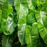 Kenapa Daun Tanaman Hias Gosong dan Seperti Terbakar? 