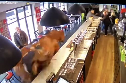 Kuda Pacuan Berlarian di Dalam Bar, Pengunjung Panik