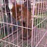 Kucing Emas Ditemukan dengan Kondisi Kurus dan Lemas di Solok, Warga: Baru Kali Ini Saya Melihatnya