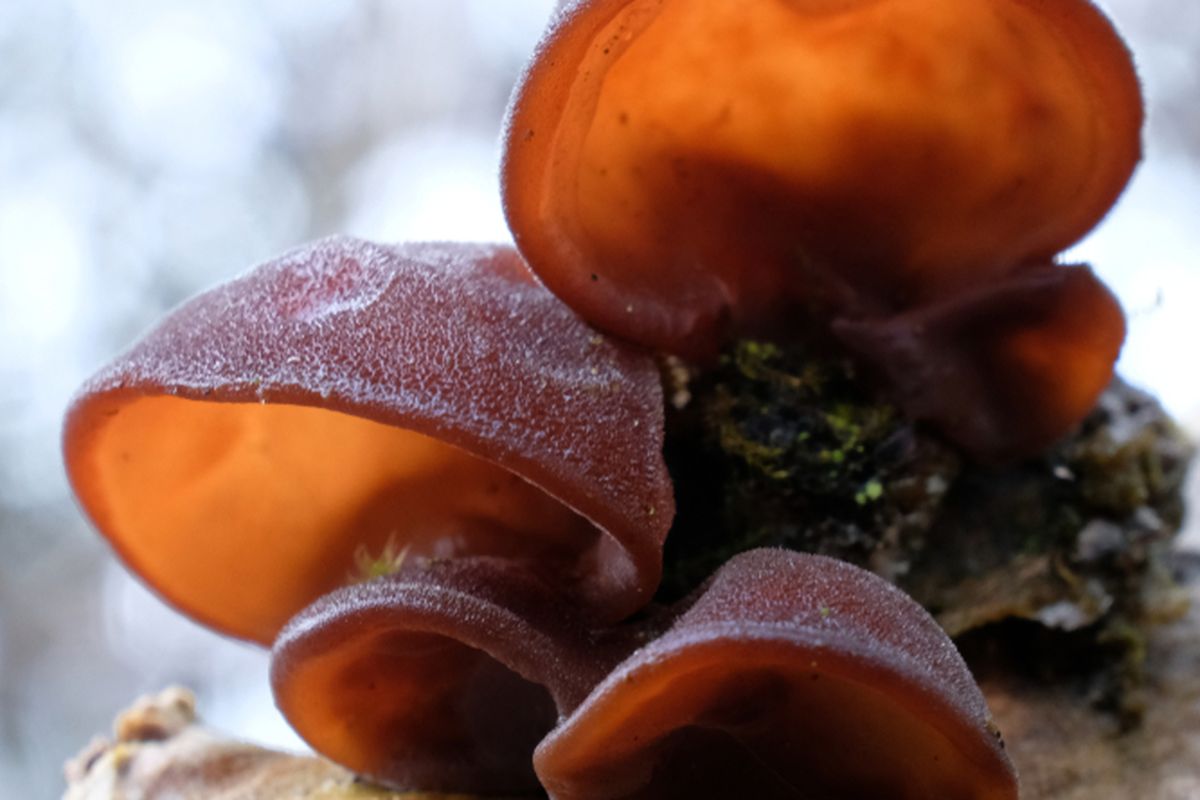 Ilustrasi jamur kuping. 