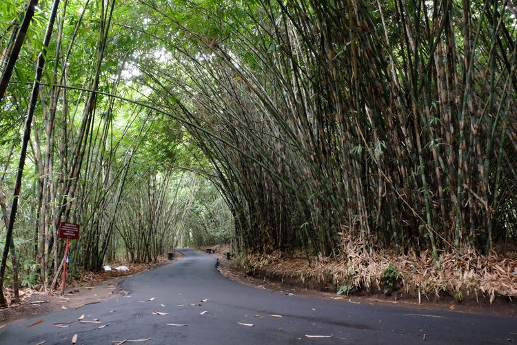 Desa Penglipuran dikelilingi hutan bambu seluas puluhan hektare.