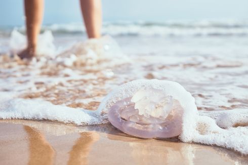 Suka ke Pantai? Hati-hati jika Bertemu 5 Hewan Berbahaya Ini