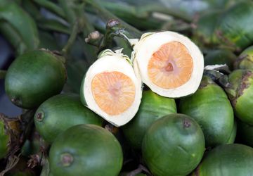 Membuka Peluang Ekonomi Pinang