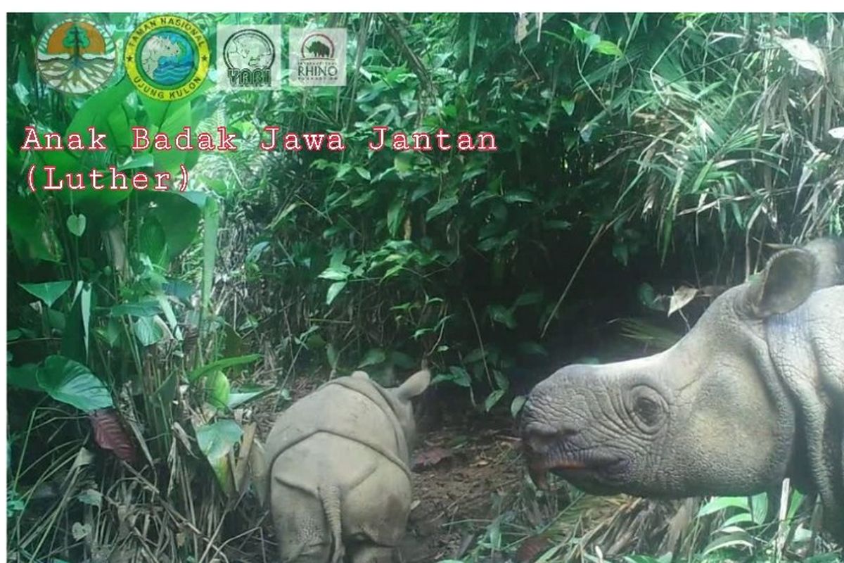 Luther, anak badak Jawa jantan bersama induknya di TN Ujung Kulon, terekam kamera tim monitoring.