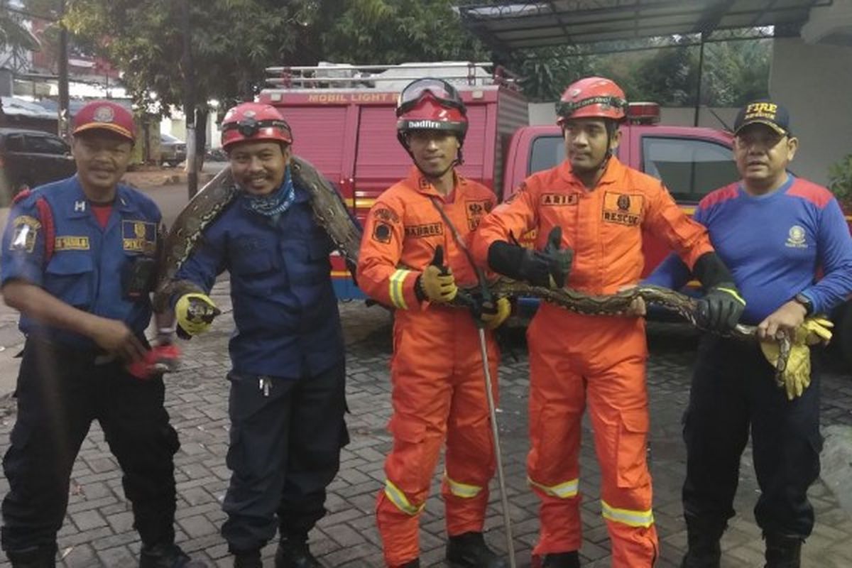 Petugas Penanggulangan Kebakaran dan Penyelamatan (PKP) mengevakuasi ular sanca sepanjang 4 meter di rumah makan kawasan Meruya Utara, Kembangan, Jakarta Barat pada Senin (19/3/2018). (Dok. Sudin Penanggulangan Kebakaran dan Penyelamatan Jakarta Barat).  