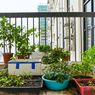 4 Cara Membuat Taman di Apartemen Studio 