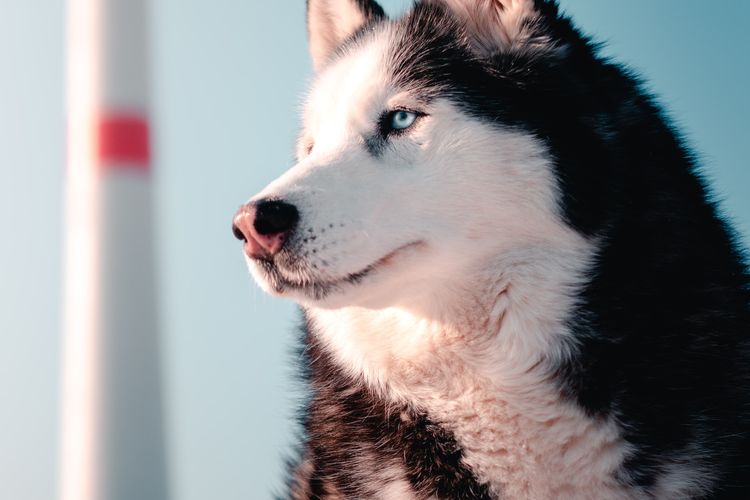 Jangan Salah, Ini Perbedaan Anjing Alaskan Malamute dan Siberian Husky