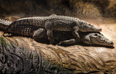 Apakah Buaya Termasuk Dinosaurus? Halaman all - Kompas.com