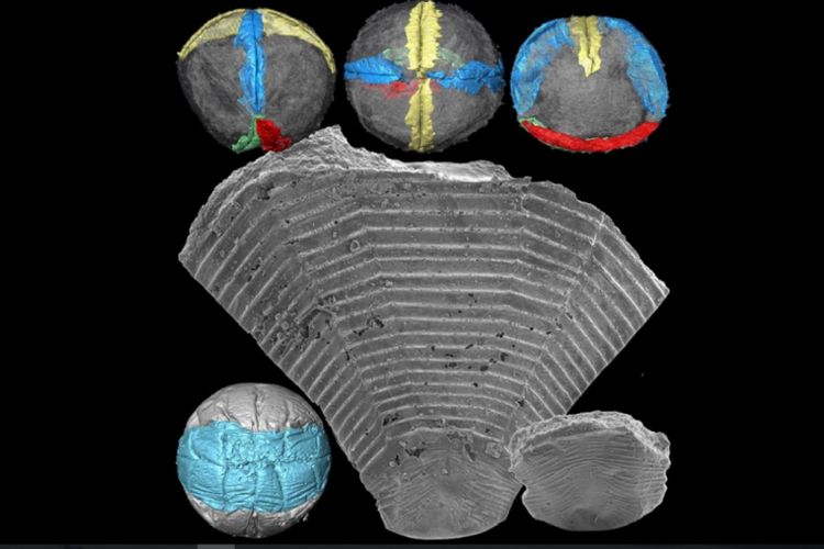 Fosil embrio ubur-ubur mirip arkodeon