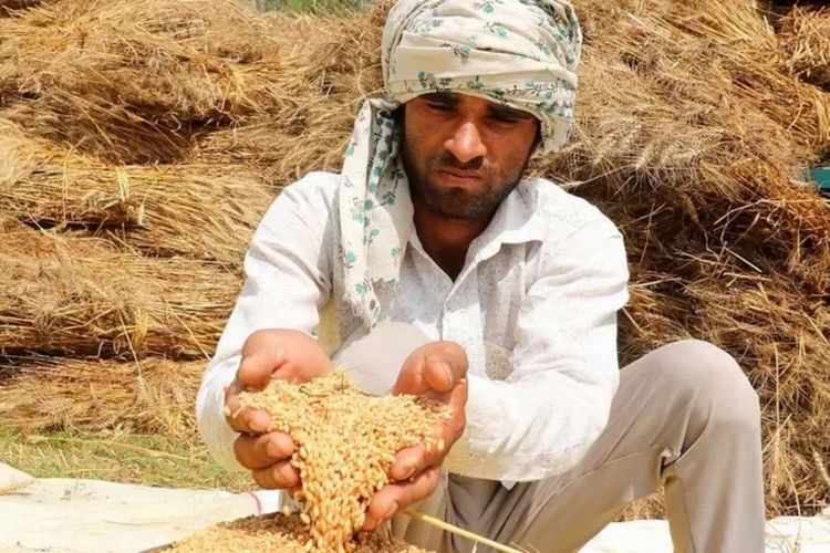India teguh pada keputusannya untuk melarang ekspor gandum, meski dikritik bisa memperburuk suplai pangan global di tengah perang Ukraina.