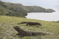 Siang Ini, 6 Komodo dari Bogor yang Akan Dilepasliarkan di NTT Tiba di Labuan Bajo 