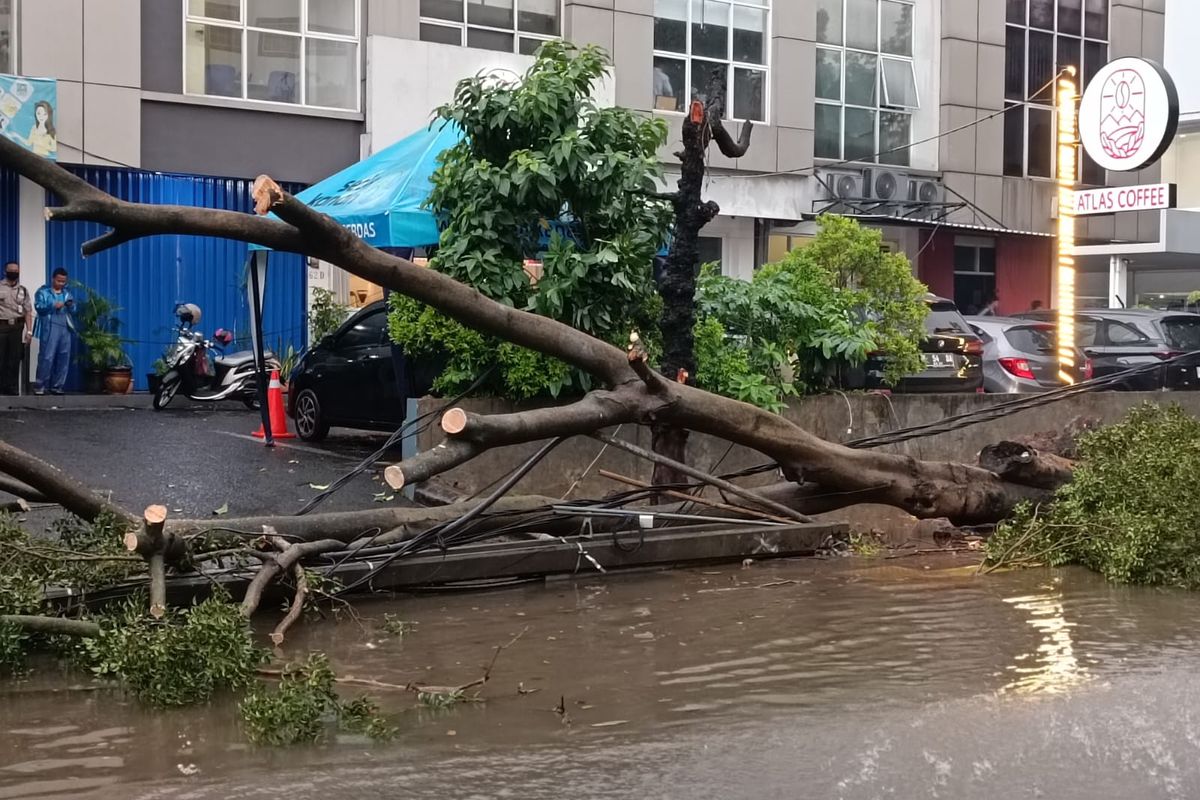 Pohon Angsana setinggi lebih kurang 10 meter tumbang di Jalan Raden Inten II, Kecamatan Duren Sawit, Jakarta Timur, tepatnya di dekat Gedung Senam Raden Inten, Senin (27/3/2023) pada 16.14 WIB, dan menimpa tiang listrik.
