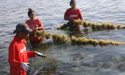 Limbah Cairan Perasan Rumput Laut Diolah Jadi Kemasan Pintar Dukung Keamanan Pangan
