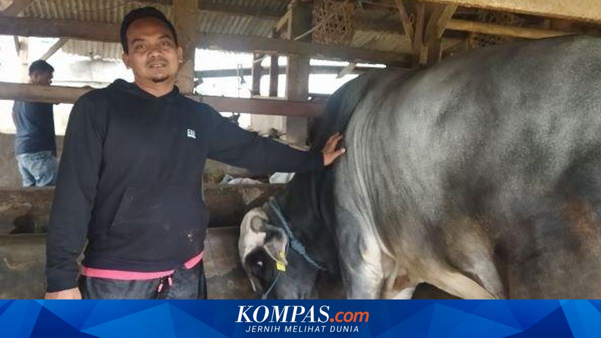 Cerita Ayi yang Bangga Sapinya Dibeli Presiden Jokowi untuk Hewan Kurban