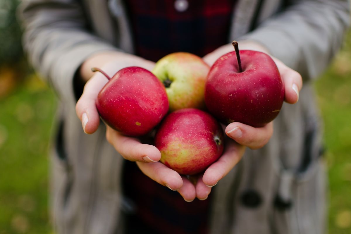 Apel adalah salah satu buah rendah kalori yang baik untuk dikonsumsi ketika diet. Menurut MedicineNet, satu buah apel ukuran besar mengandung sekitar 116 kalori dan mengandung sekitar 5,4 gram serat.