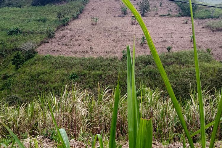 Tanaman tebu mendominasi lahan perbukitan di kawasan hutan yang gundul di wilayah Kecamatan Wonotirto, Kabupaten Blitar, Kamis (3/8/2023)