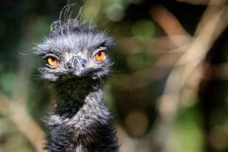 Seekor Emu Mati Terjangkit Virus H5n8 Kebun Binatang Ditutup