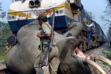 Lima Orang Tewas Diamuk Gajah di India Timur