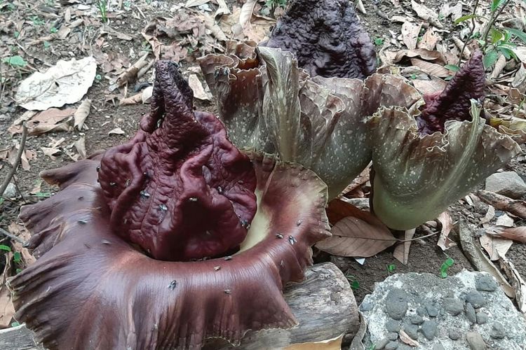 Bunga Bangkai tumbuh di pekarangan rumah warga Jalan Lesanpura, Kelurahan Karangklesem, Kecamatan Purwokerto Selatan, Kabupaten Banyumas, Jawa Tengah, Selasa (12/11/2019).