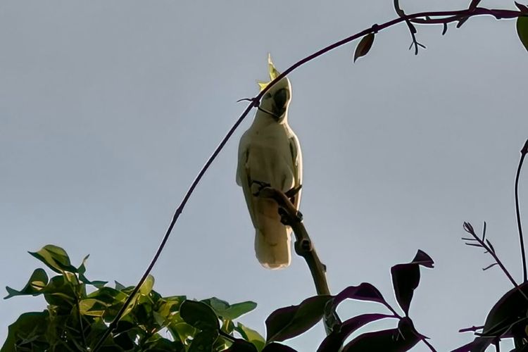 Populasi Kakatua Jambul Kuning di Pulau Moyo Naik, Mantan Pemburu Kini Jadi Penjaga