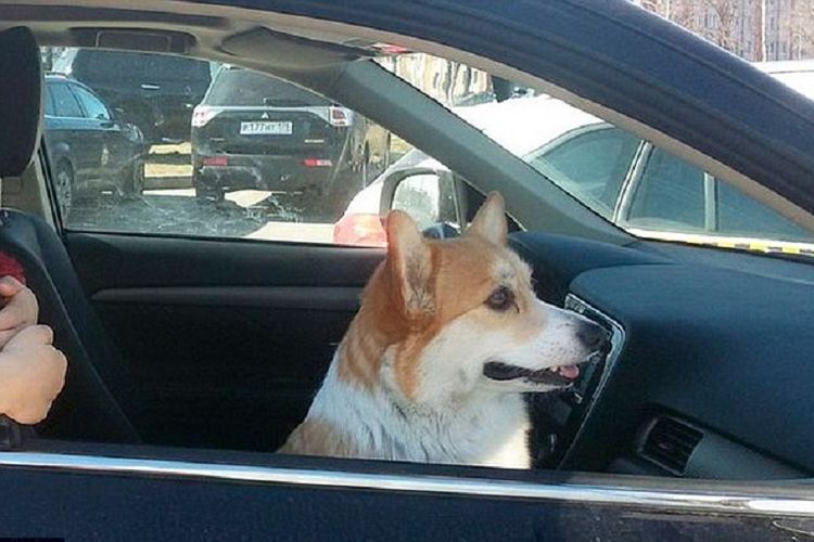 Foksa, si anjing corgi, membantu polisi ungkap pembunuh majikannya.