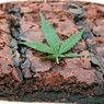 Racik Brownies Ganja, Mantan Bartender Dipenjara