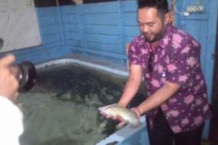 Ratusan ikan napoleon dalam karantina di Balikpapan. Ikan ini disita dari kapal yang membawanya dari Berau ke Bali.