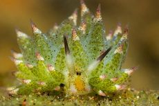 Mengenal Siput Daun, Hewan Laut yang Bisa Berfotosintesis