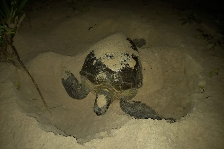 Penyu saat menggali sarang bertelur di Pulau Sangalaki, Berau, Kaltim, Kamis (17/6/2021). 