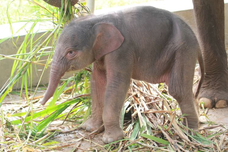 Gajah Lahir di Taman Satwa Lampung, Dinamai Rut untuk Hormati Dubes Norwegia