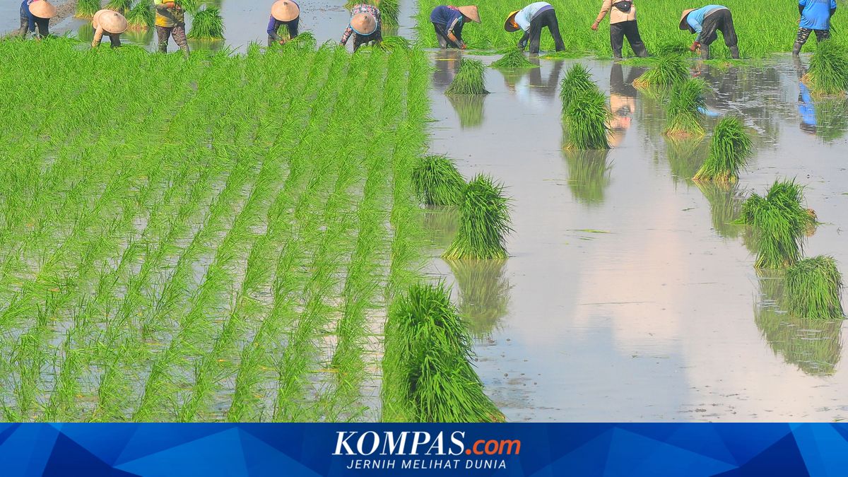 Modernisasi Pertanian Butuh Literasi Digital Petani