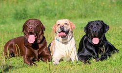  Benarkah Labrador Retriever Inggris dan Amerika Berbeda?