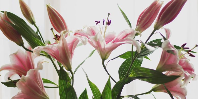 7 Tanaman Hias Yang Cocok Dijadikan Hadiah Halaman All Kompas Com