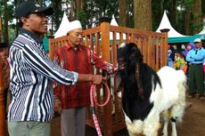 Kisah Kampung Kambing, dari 20 Ekor Kambing Menjadi Ribuan Kambing