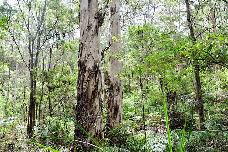 Ilustrasi pohon Karri (Eucalyptus diversicolor), salah satu pohon tertinggi di dunia.