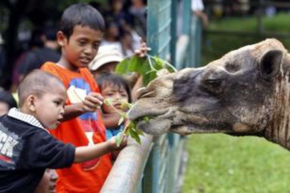 ILUSTRASI - Pengunjung memberi makan unta di Taman Margasatwa Ragunan, Jakarta Selatan, Minggu (12/9/2010). Pada libur Lebaran ini, banyak warga Ibu Kota mendatangi lokasi wisata maupun tempat hiburan lainnya. 