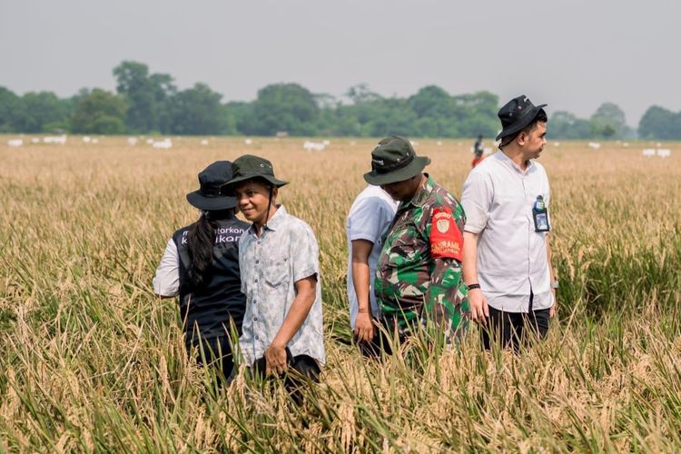 Serapan Gabah Kering di Karawang Lebih dari 95.000 Ton, Bulog: Ini Kebahagiaan Para Petani
