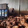 Harga Singkong di Pati Anjlok: Petani Rugi Parah, Sistem Resi Gudang Tapioka Mandek 