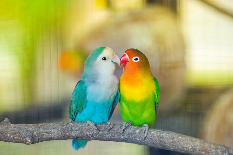 Ilustrasi burung lovebirds.