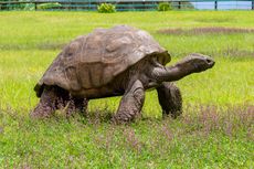 Mengenal Jonathan, Kura-kura Tertua di Dunia Berusia 190 Tahun