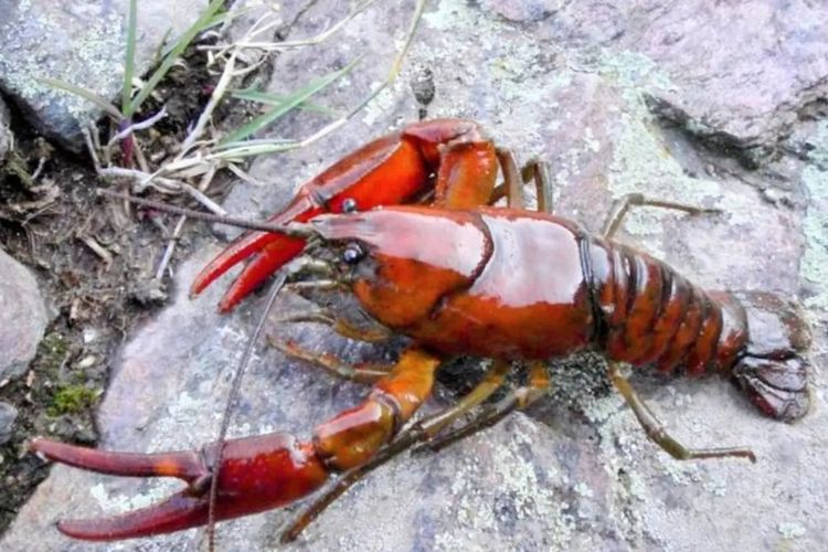 Dua Spesies Baru Lobster Air Tawar Ditemukan, Tapi Apakah Terlambat?