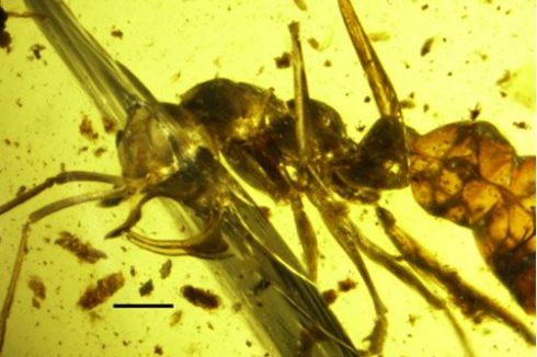 Ajaibnya Anatomi Semut Kuno, Bisa Menghisap Darah Seperti Vampir